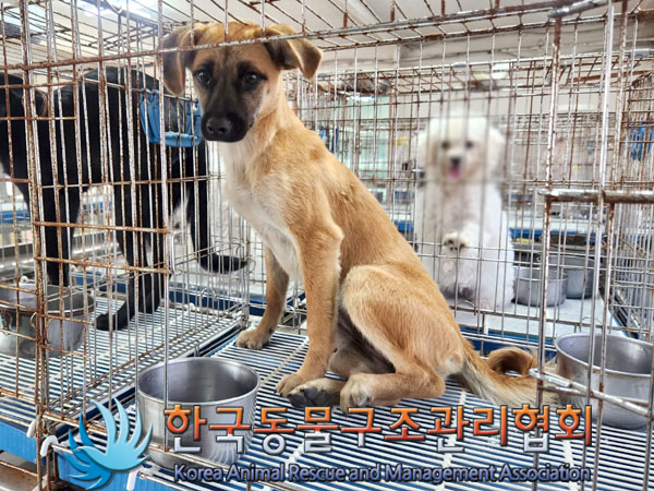 한국동물구조관리협회_441414202300549
